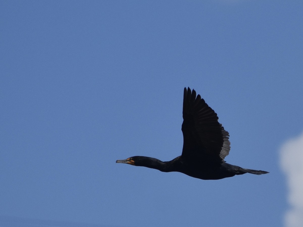 Double-crested Cormorant - ML618927640