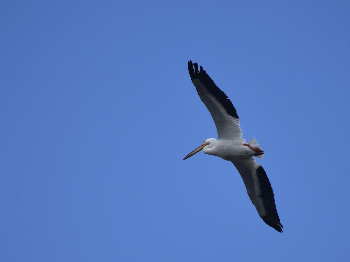 American White Pelican - ML618927656