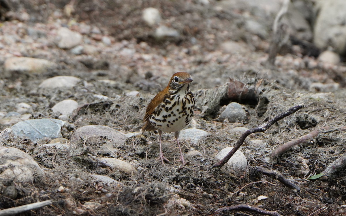 Wood Thrush - Kathryn Kay