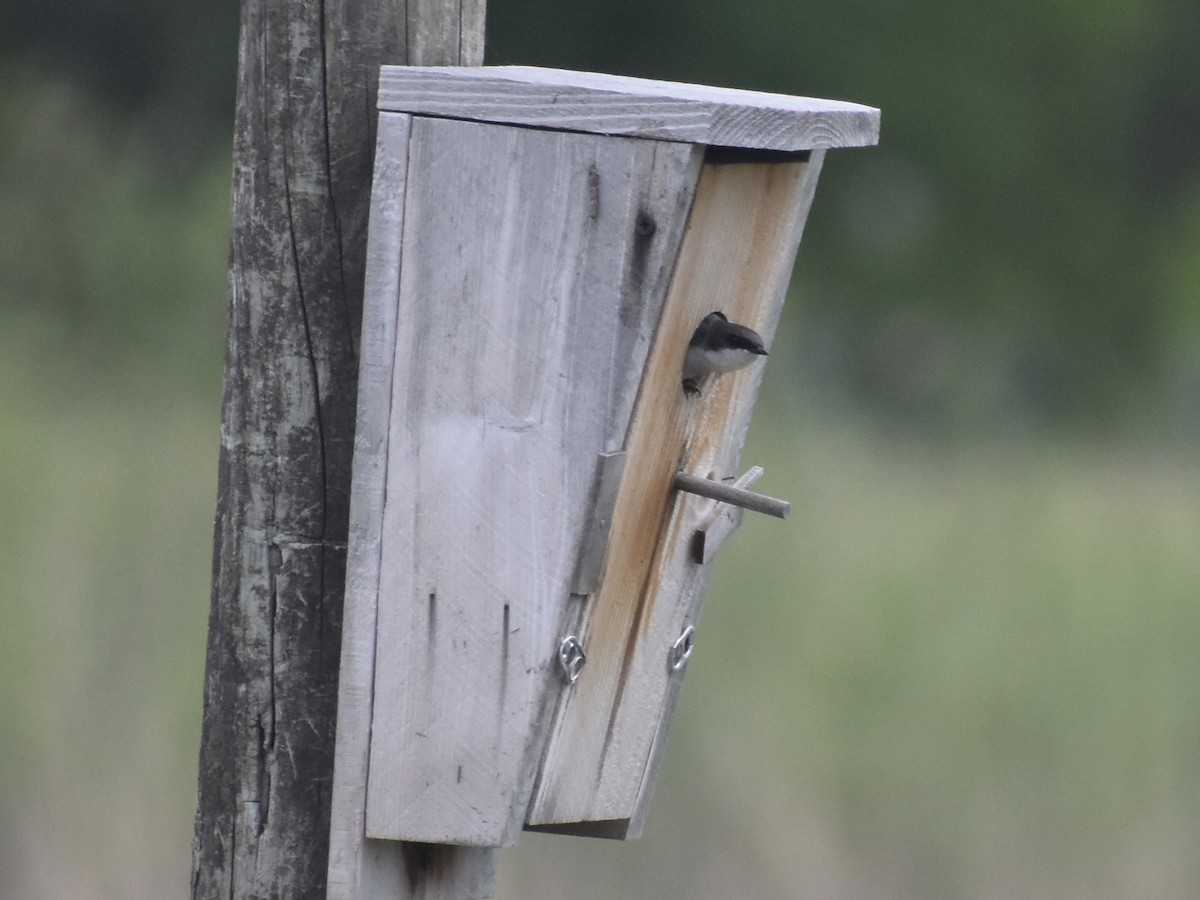 Tree Swallow - ML618927670