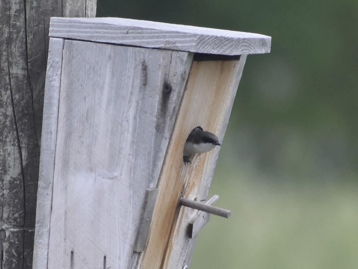 Tree Swallow - ML618927671