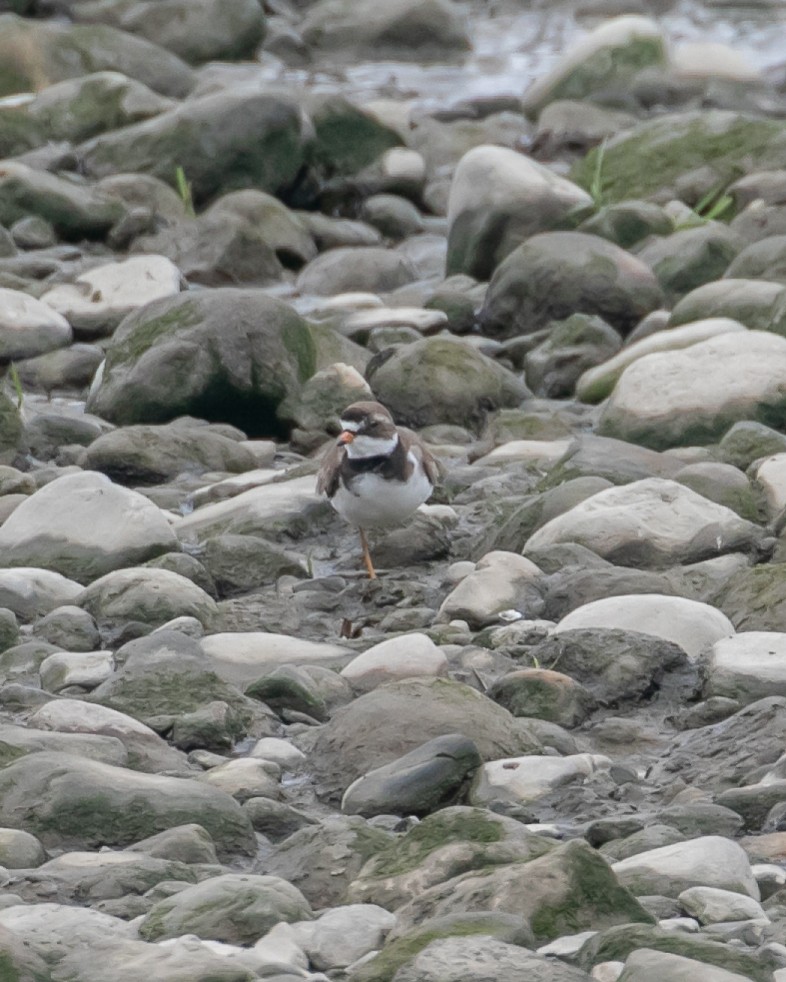 Semipalmated Plover - Chris Tosdevin
