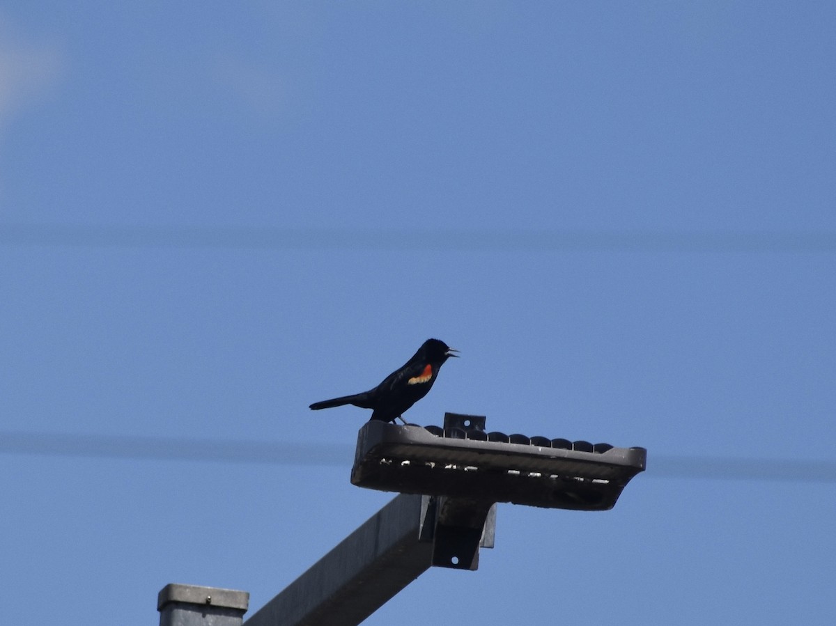 Red-winged Blackbird - ML618927682