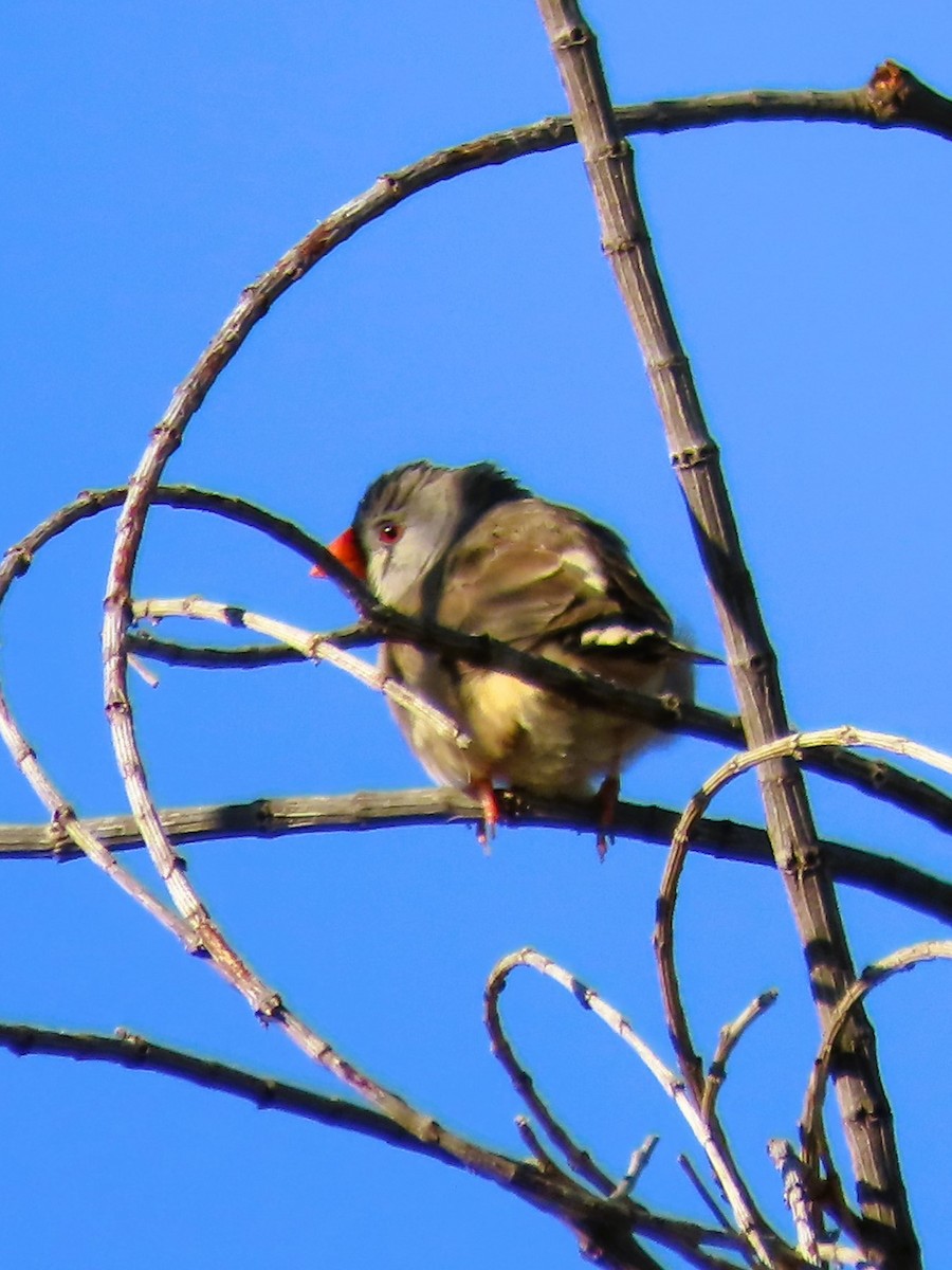 Zebra Finch - Sarah Chaplin