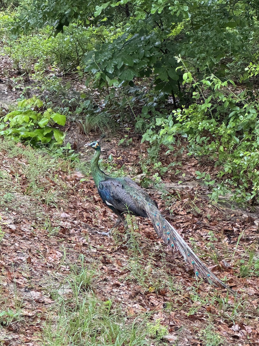 Indian Peafowl (Domestic type) - ML618927693