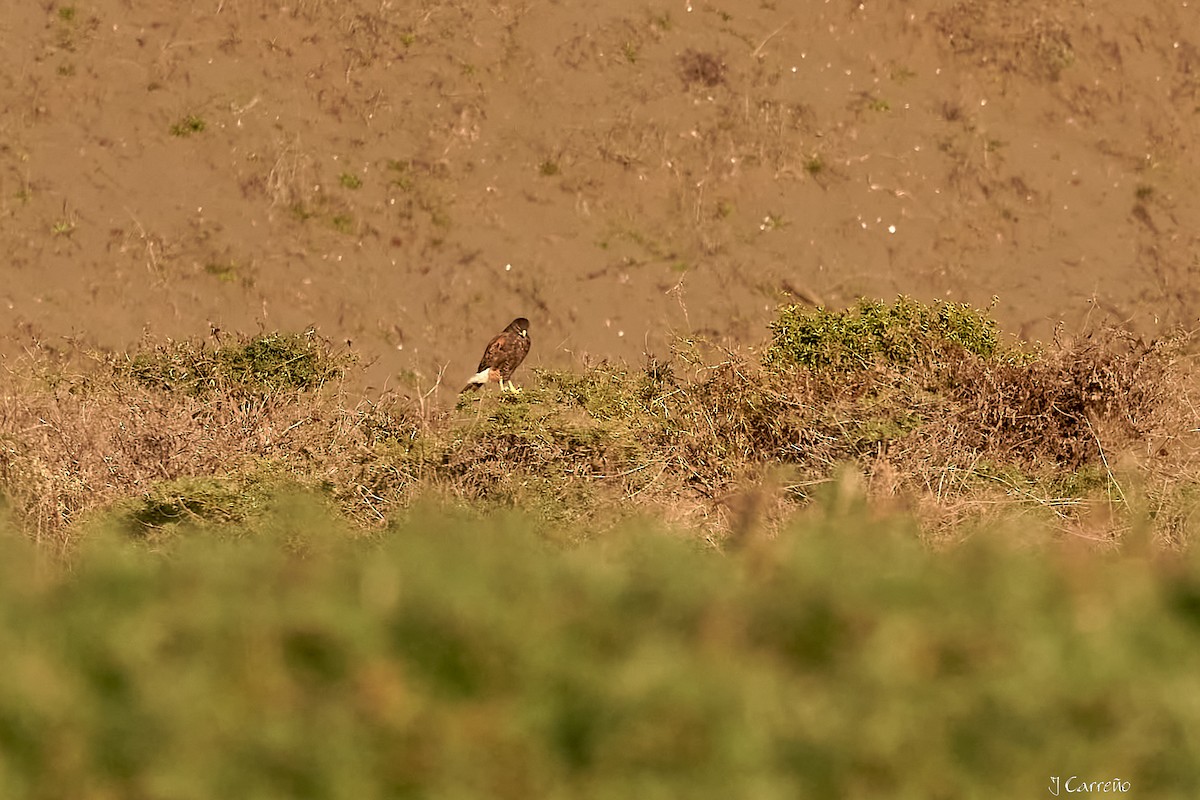 Harris's Hawk - ML618927701