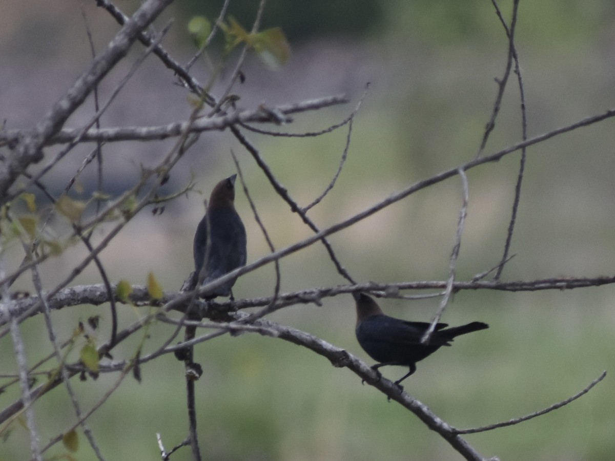 Brown-headed Cowbird - Jonathan Sellman