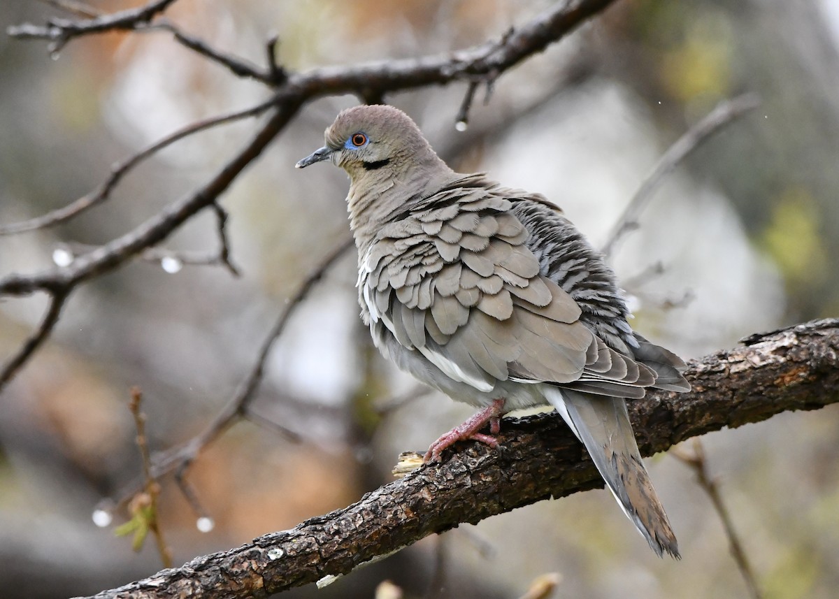 White-winged Dove - M Nagy