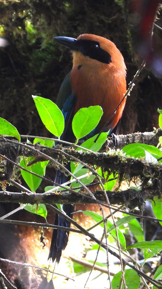 Rufous Motmot - ML618927781