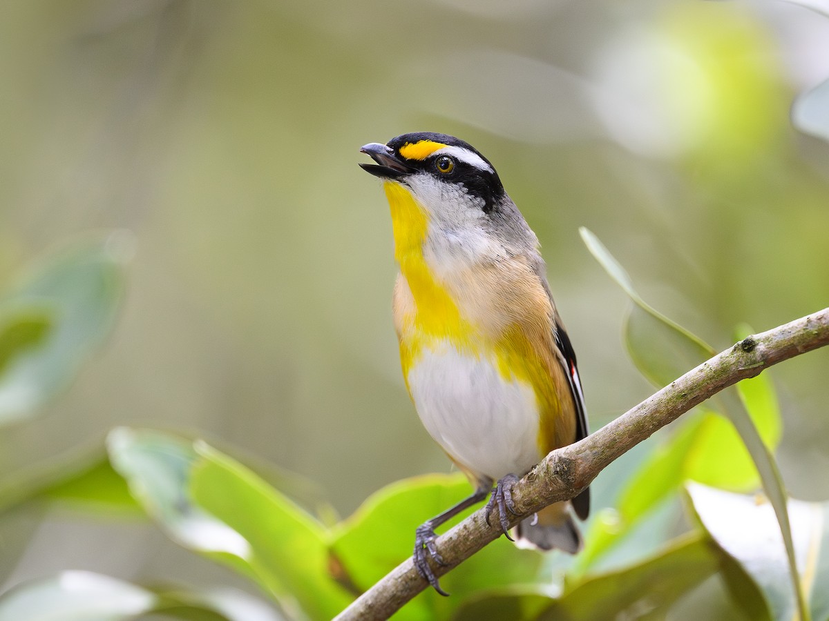 Striated Pardalote - David Southall