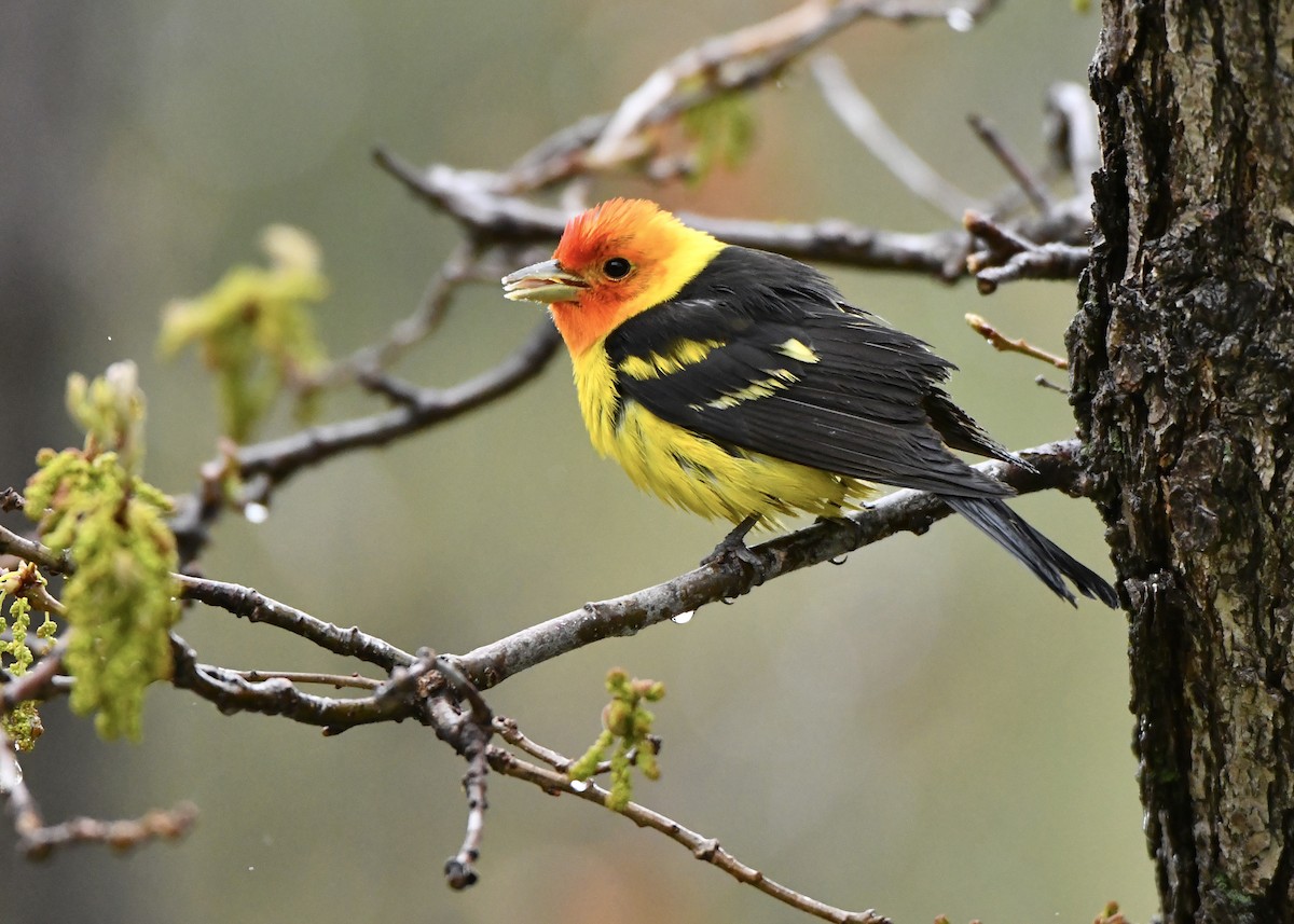 Western Tanager - M Nagy