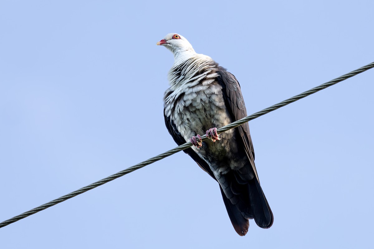 White-headed Pigeon - Nathan Bartlett