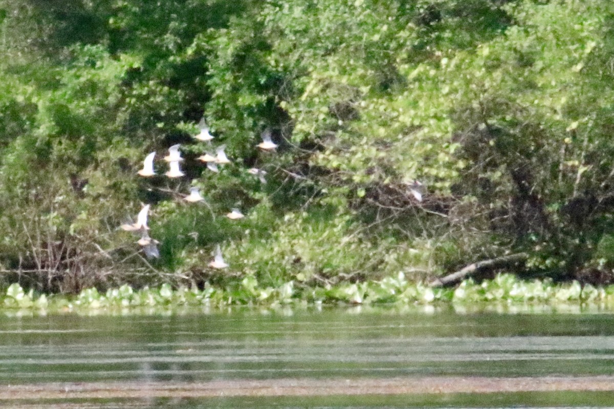 Short-billed Dowitcher - ML618927805