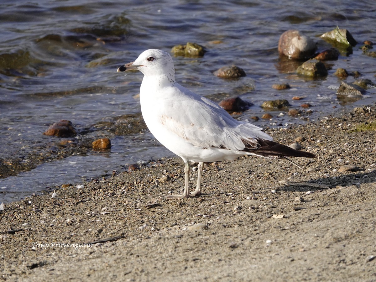 Ring-billed Gull - ML618927814