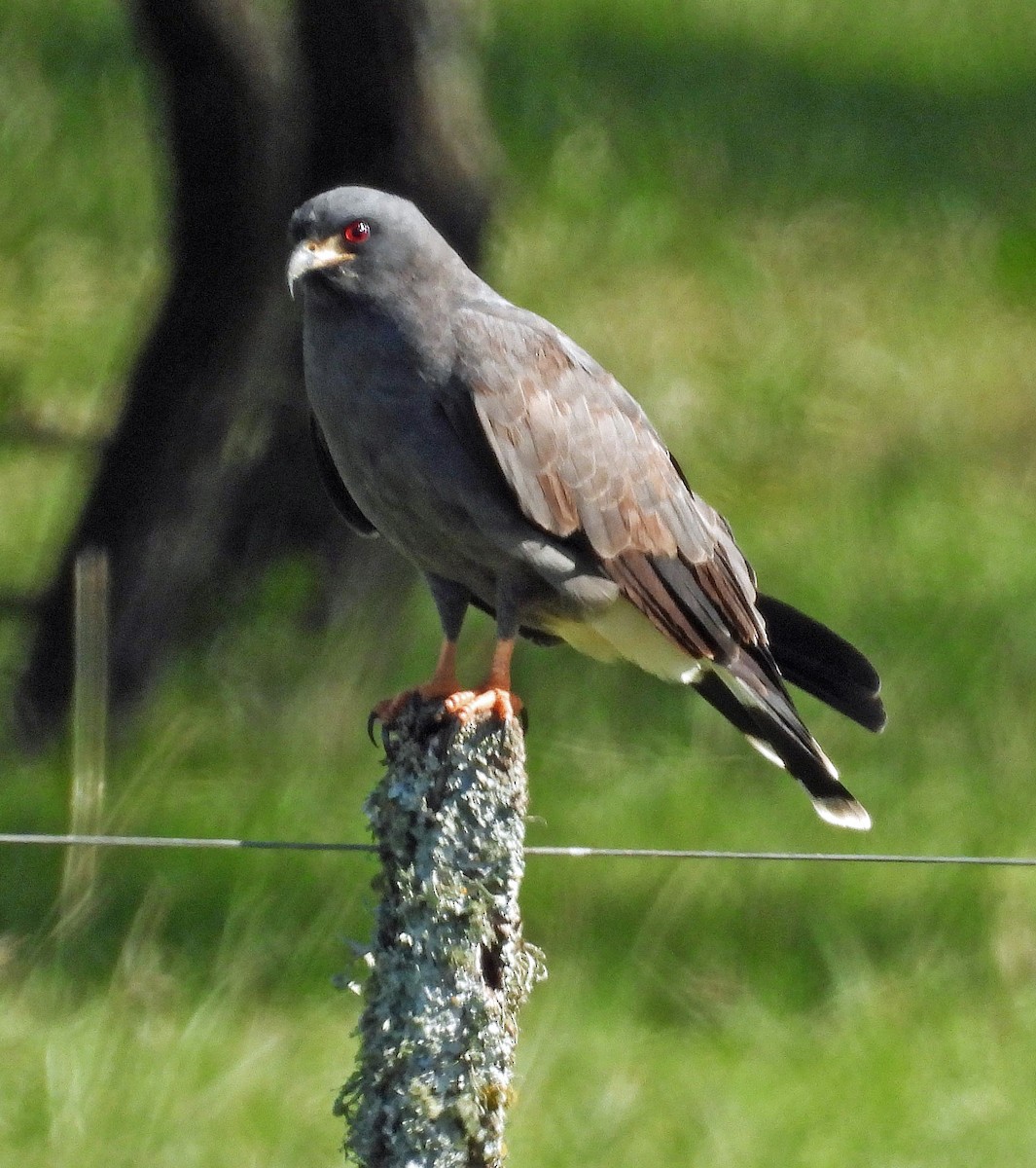 Snail Kite - Hugo Hulsberg