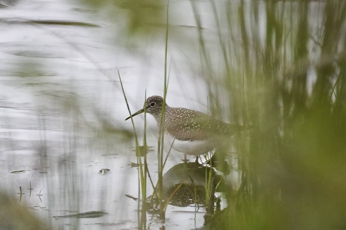 Solitary Sandpiper - Charles Morano