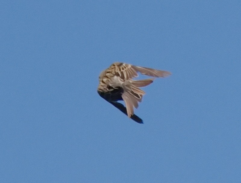 Clay-colored Sparrow - Tim Bray