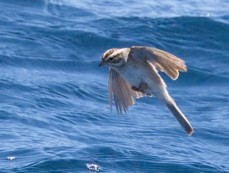 Clay-colored Sparrow - Tim Bray