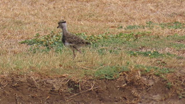 Southern Lapwing - ML618927847