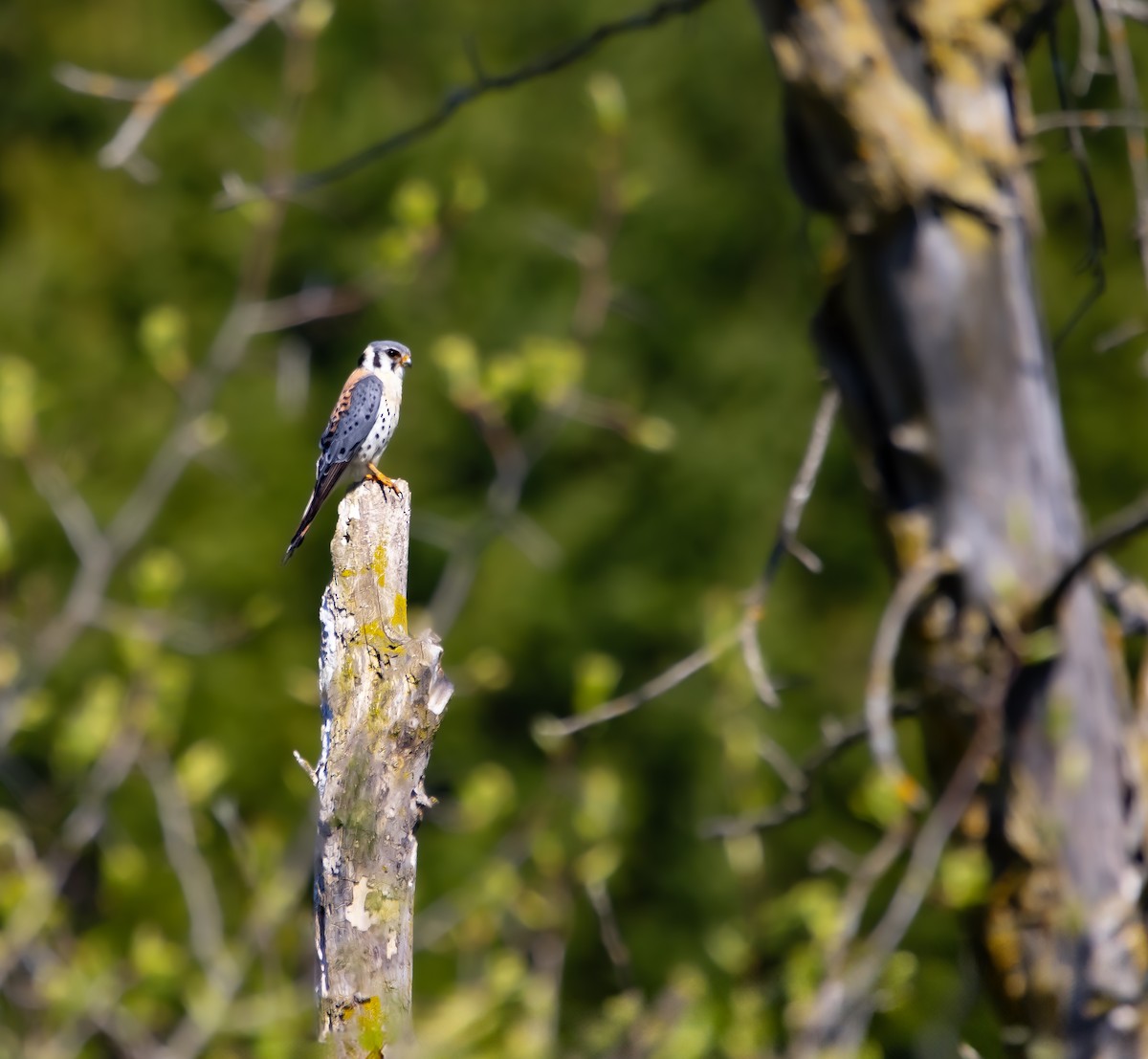 American Kestrel - Raymond  Piché