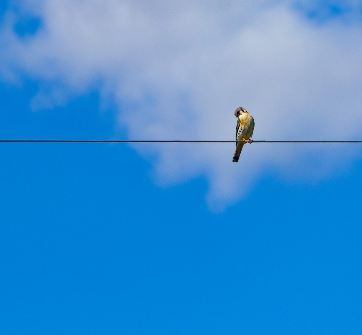 American Kestrel - Raymond  Piché