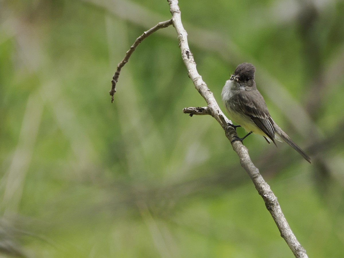 Eastern Phoebe - Michelle Herrmann