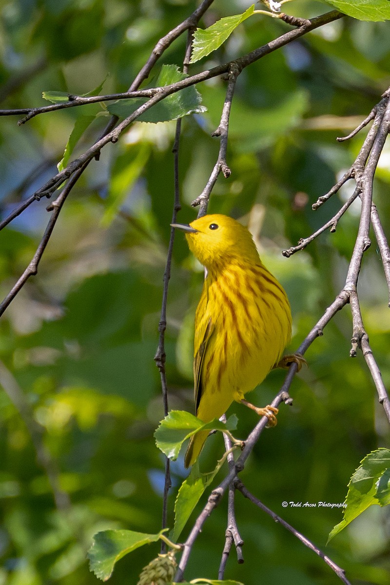 Yellow Warbler - ML618927873