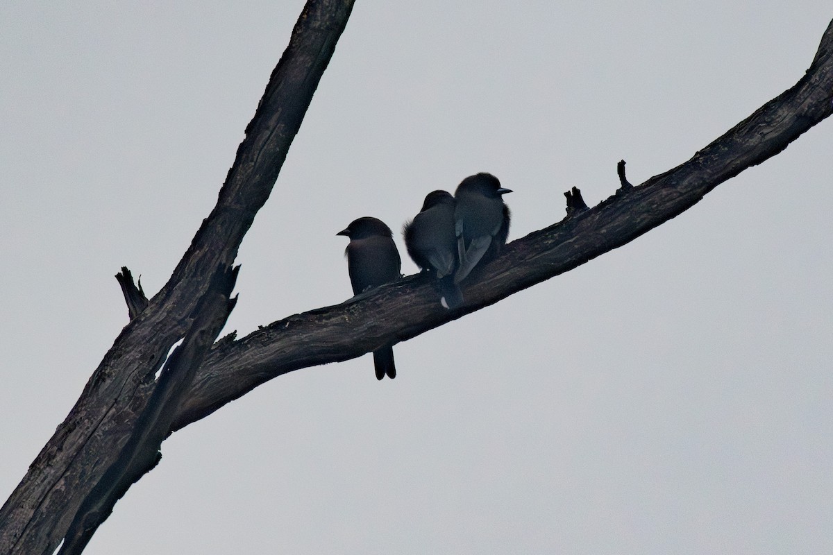 Little Woodswallow - ML618927874