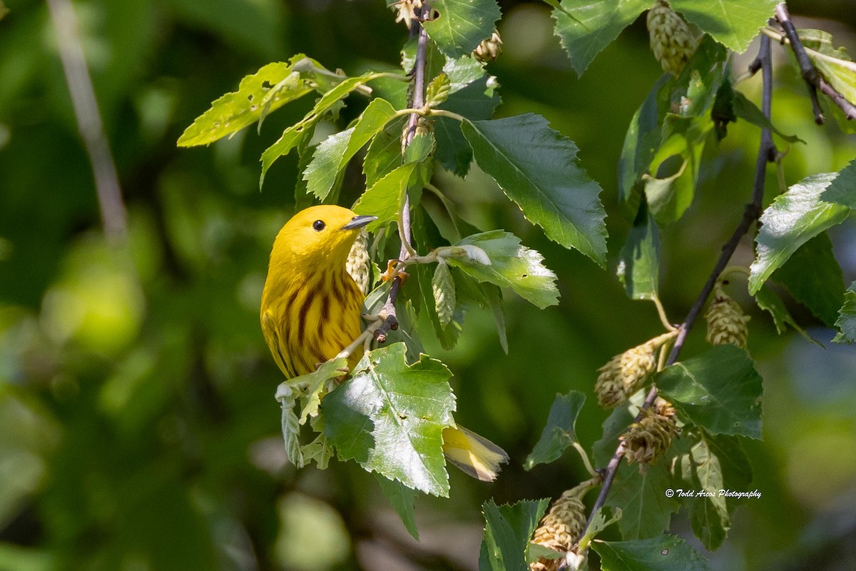 Yellow Warbler - ML618927880