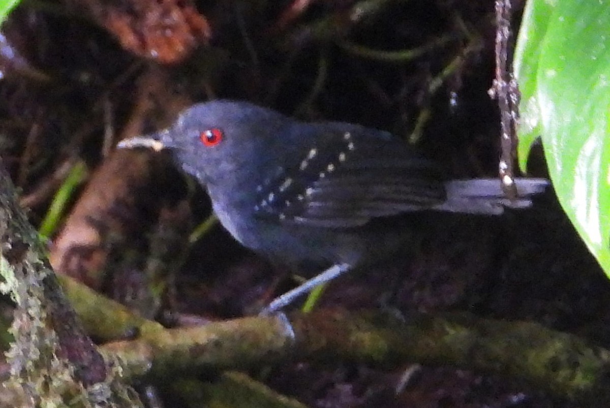 Chocóameisenvogel - ML618927902