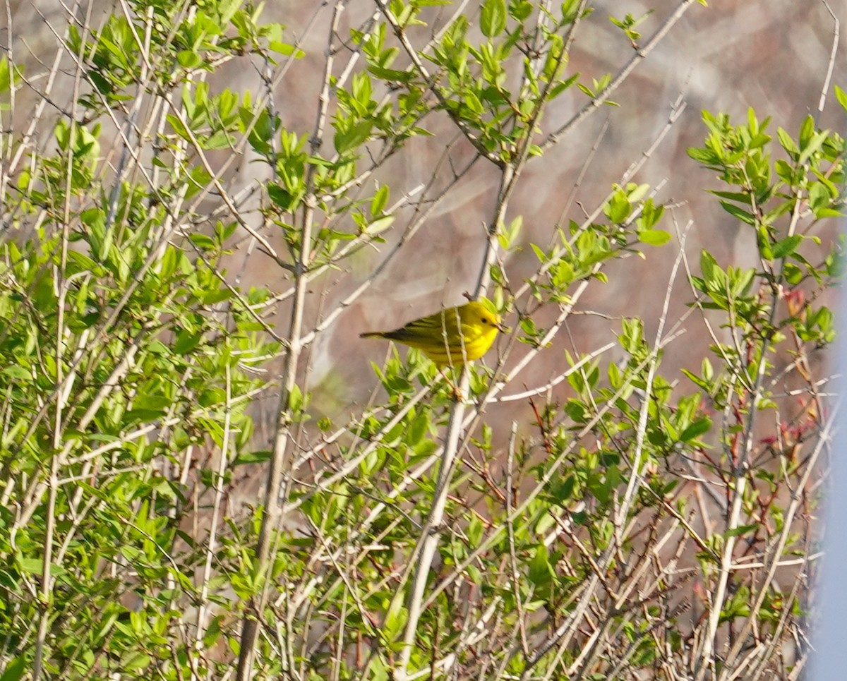 Yellow Warbler - Louis Dentiste