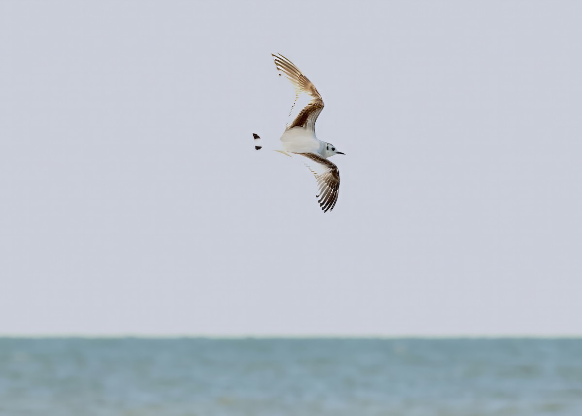 Little Gull - Katrina Moilanen