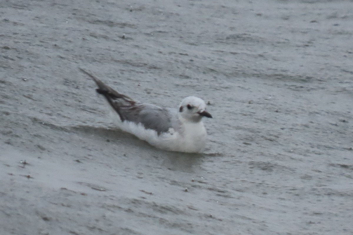 Bonaparte's Gull - ML618927928