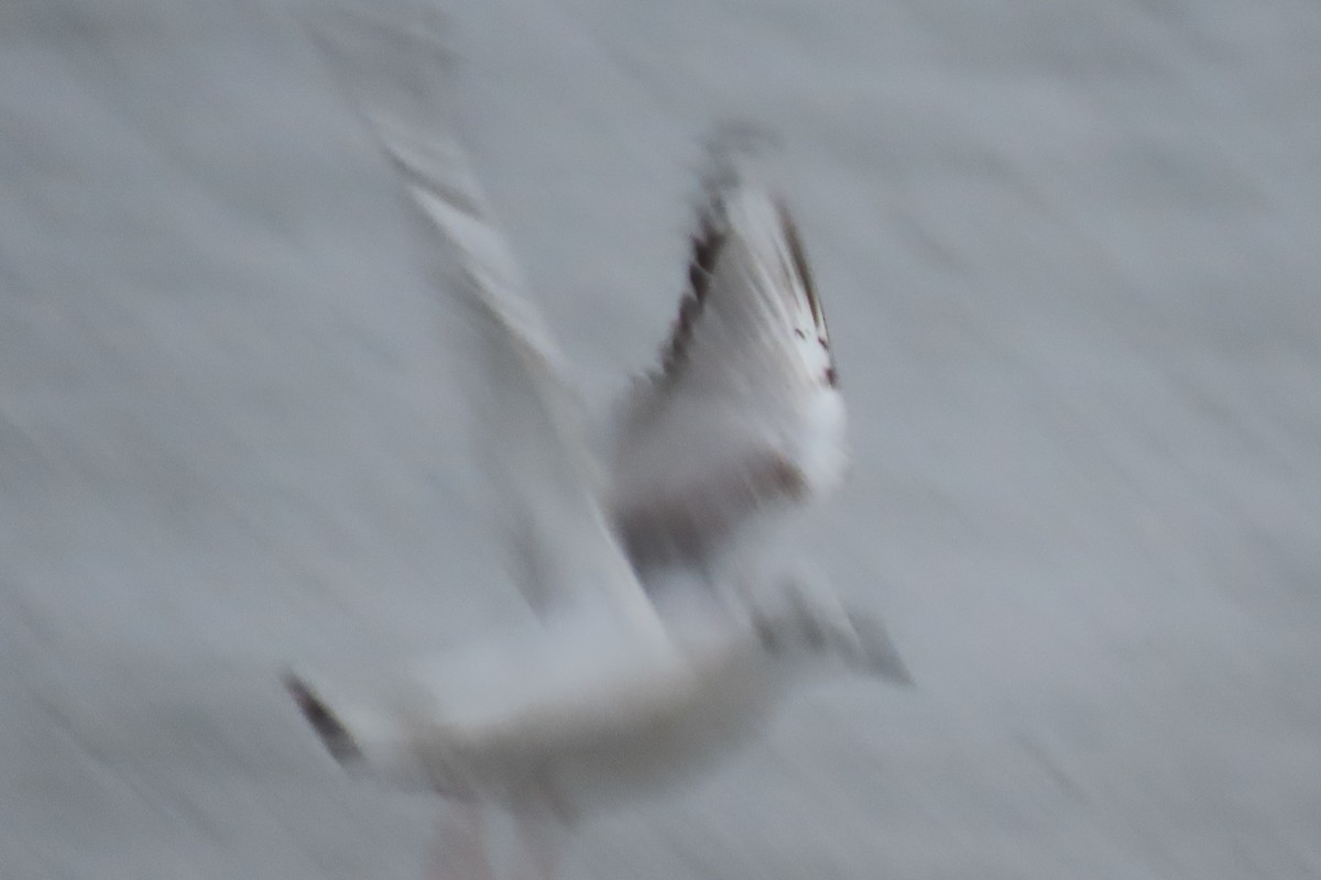 Bonaparte's Gull - Becky Marvil