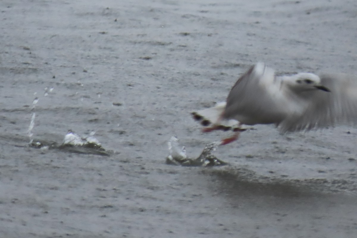 Mouette de Bonaparte - ML618927930