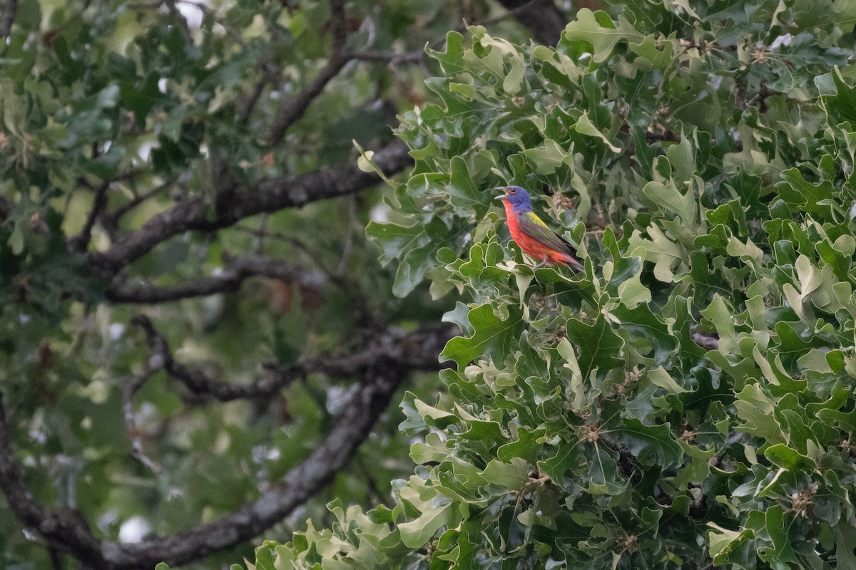 Painted Bunting - ML618927934