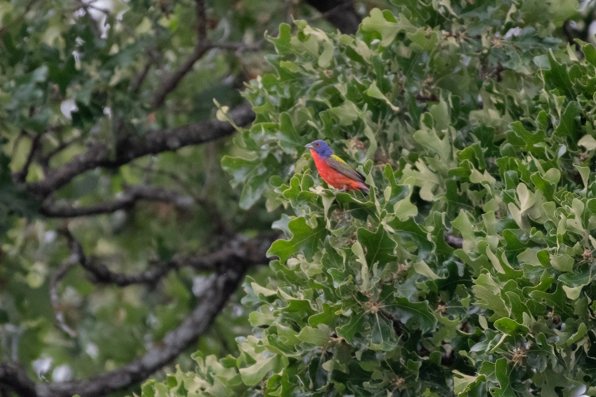Painted Bunting - ML618927935