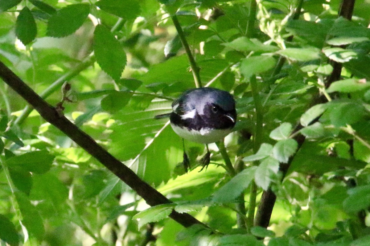 Black-throated Blue Warbler - ML618927936