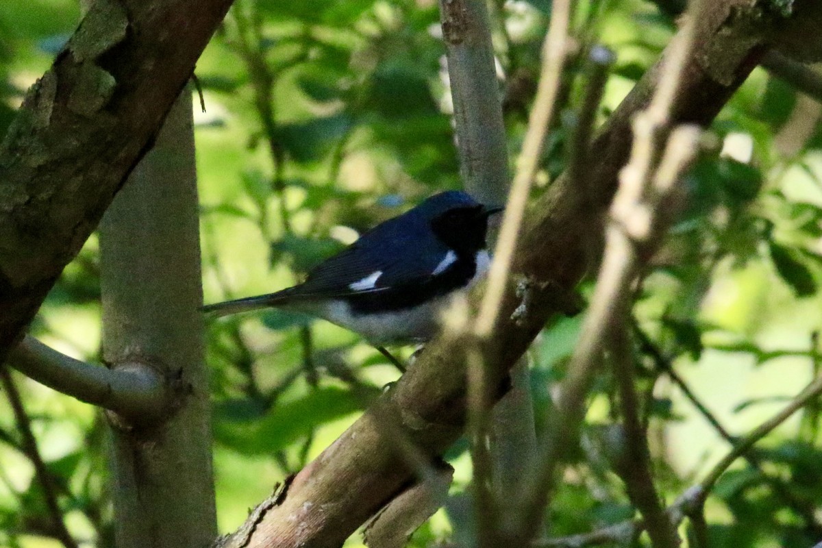 Black-throated Blue Warbler - ML618927937