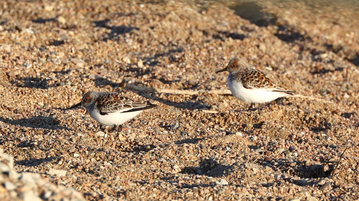 Sanderling - Anonymous