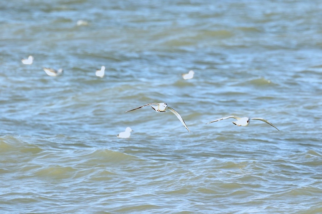 Little Gull - Katrina Moilanen