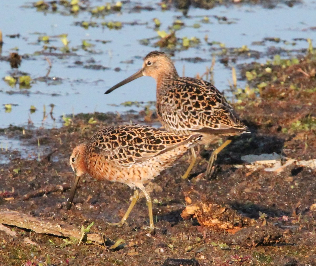 Short-billed Dowitcher - ML618927953