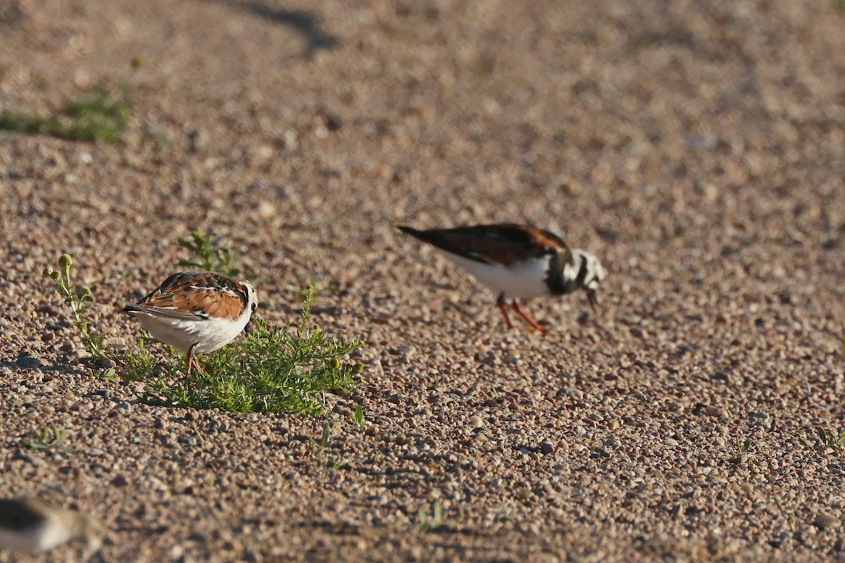 Ruddy Turnstone - Anonymous