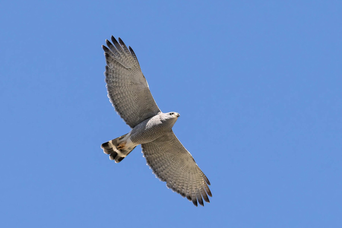 Gray Hawk - Scott Olmstead