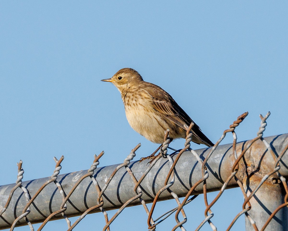 American Pipit - Graham Floyd