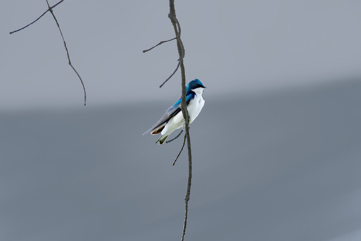 Tree Swallow - Raymond  Piché