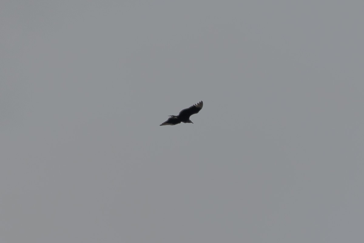 Black Vulture - ML618927989