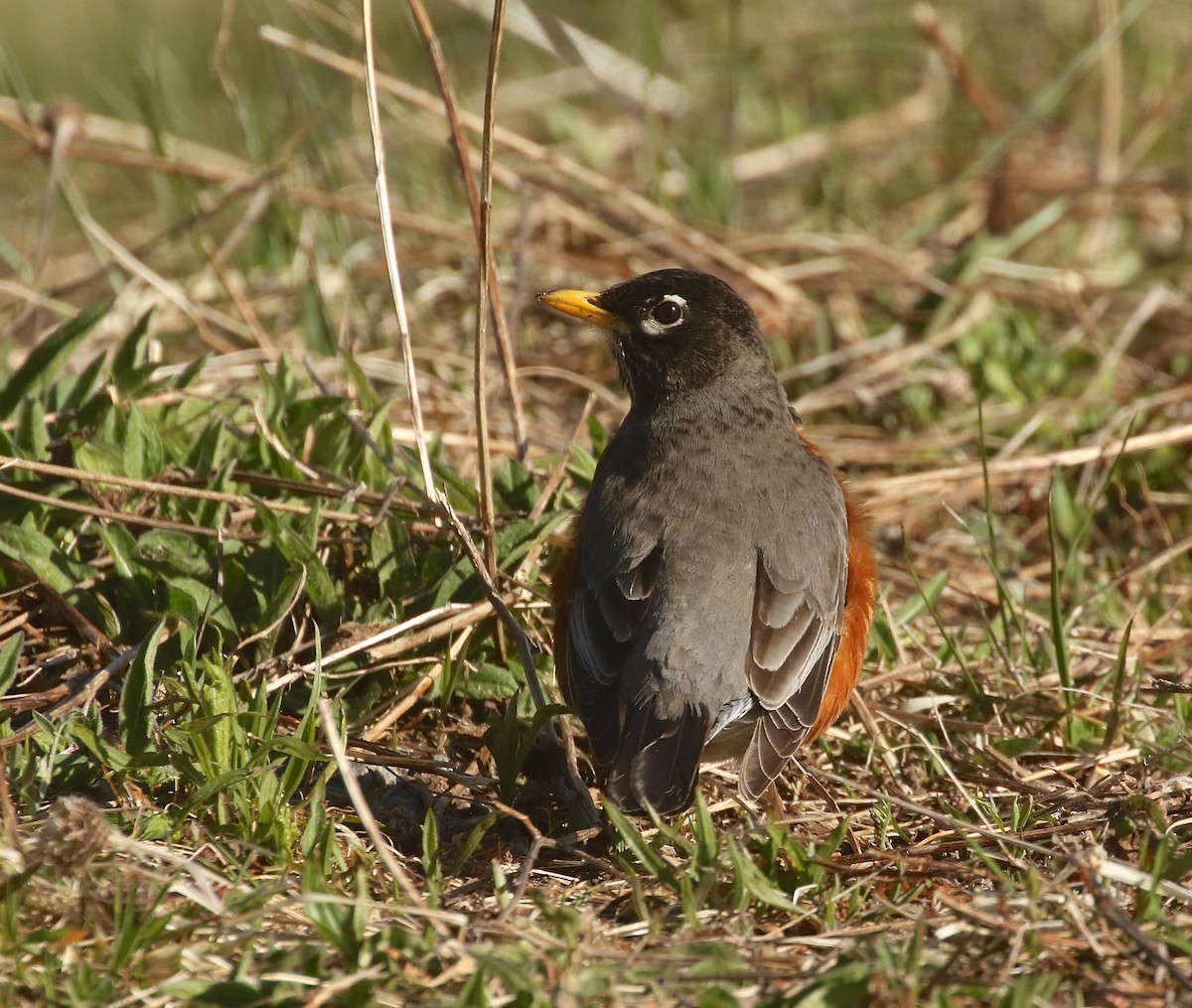 American Robin - ML618927997