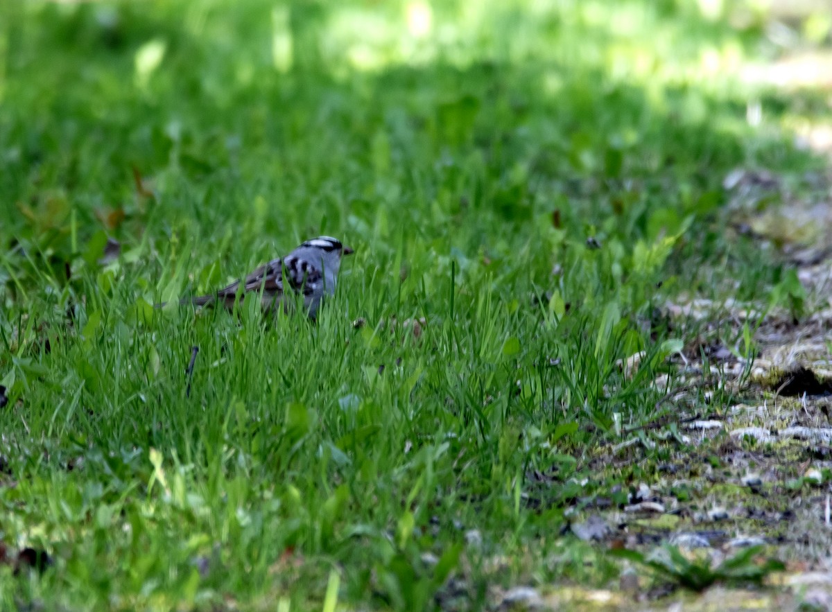 White-crowned Sparrow - Raymond  Piché