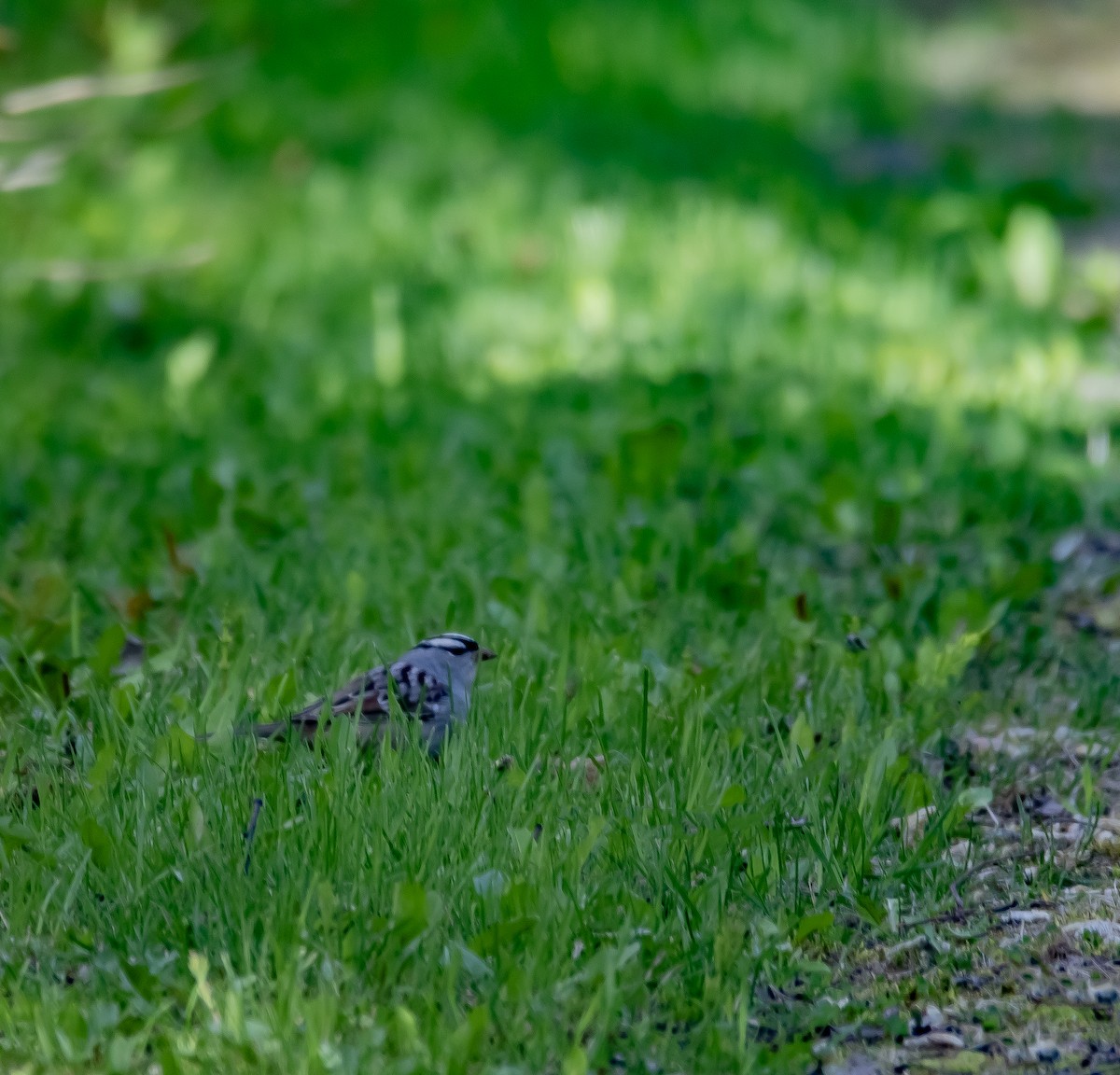 White-crowned Sparrow - Raymond  Piché